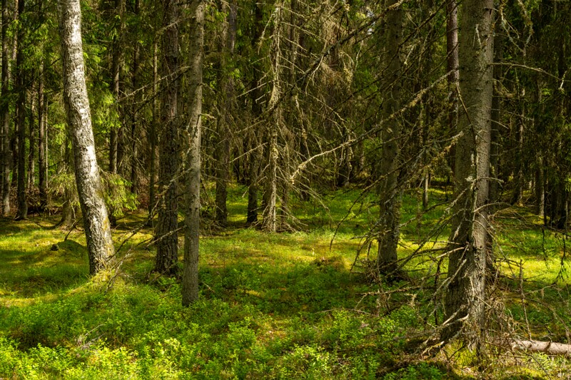 viru-raba 2025-06-07 1-5