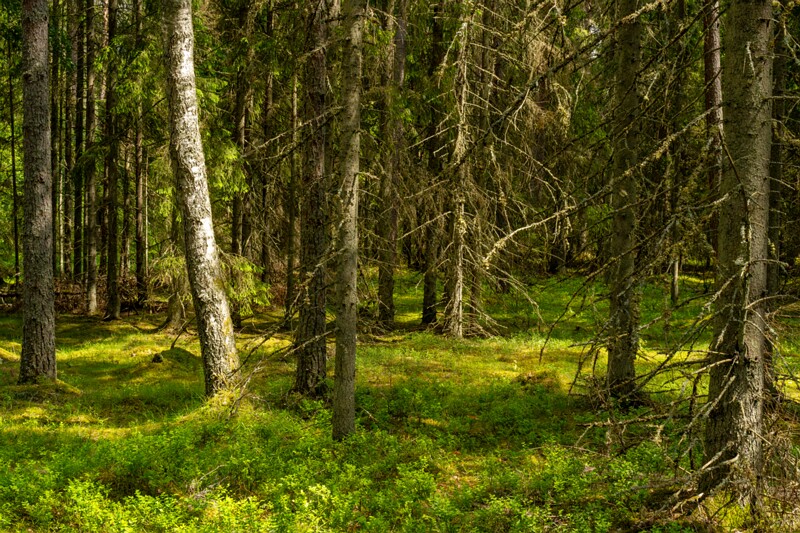 viru-raba 2025-06-07 1-6