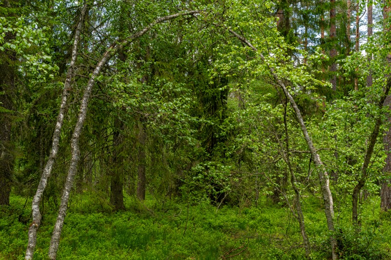 viru-raba 2025-06-07 1-7