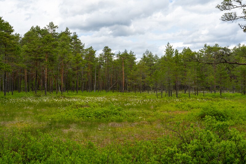 viru-raba 2025-06-07 1-8