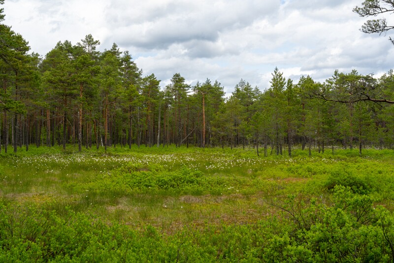 viru-raba 2025-06-07 1-9