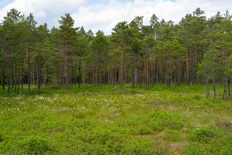 viru-raba 2025-06-07 2-1