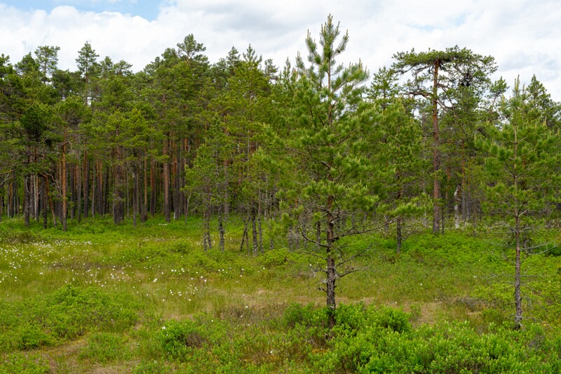 viru-raba 2025-06-07 2-2