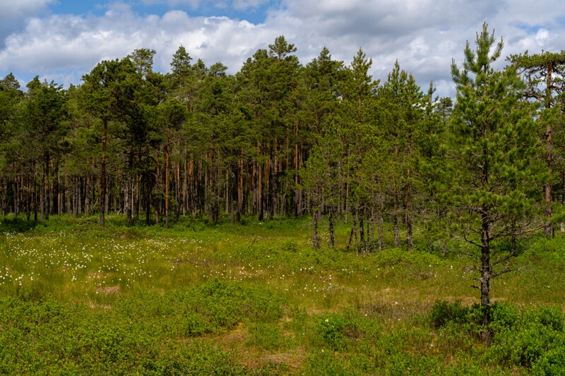 viru-raba 2025-06-07 2-3