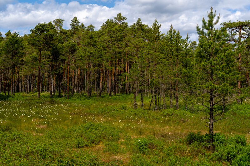 viru-raba 2025-06-07 2-4