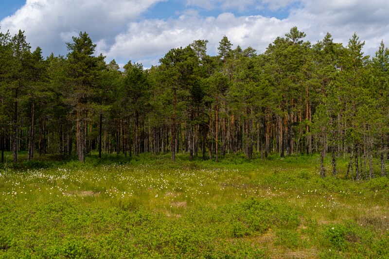 viru-raba 2025-06-07 2-5