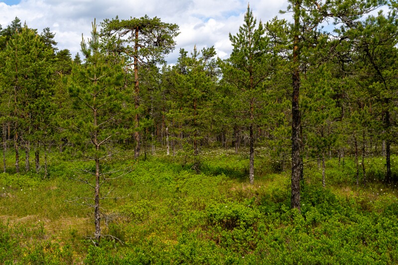 viru-raba 2025-06-07 2-6