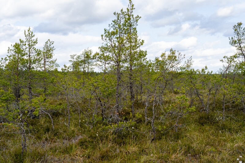 viru-raba 2025-06-07 2-7