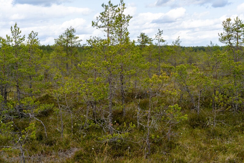 viru-raba 2025-06-07 2-8