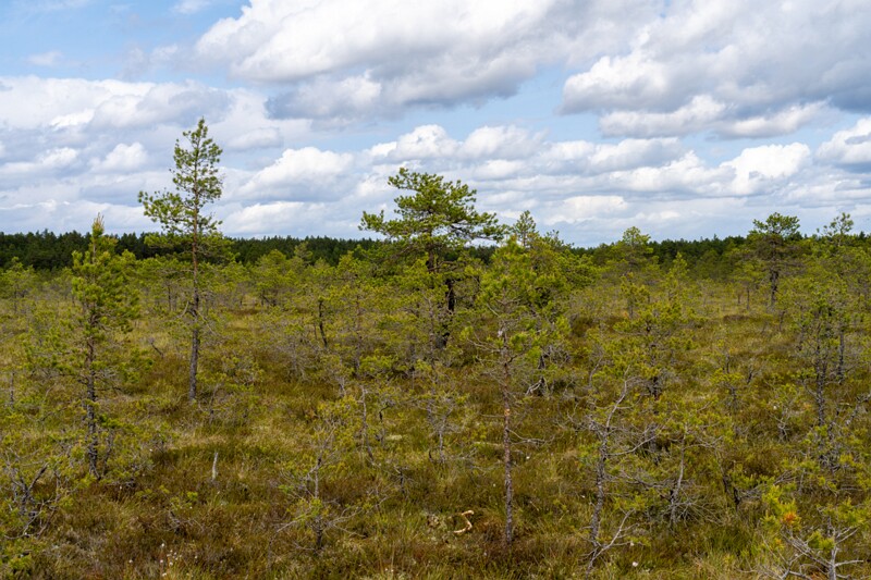 viru-raba 2025-06-07 3-1