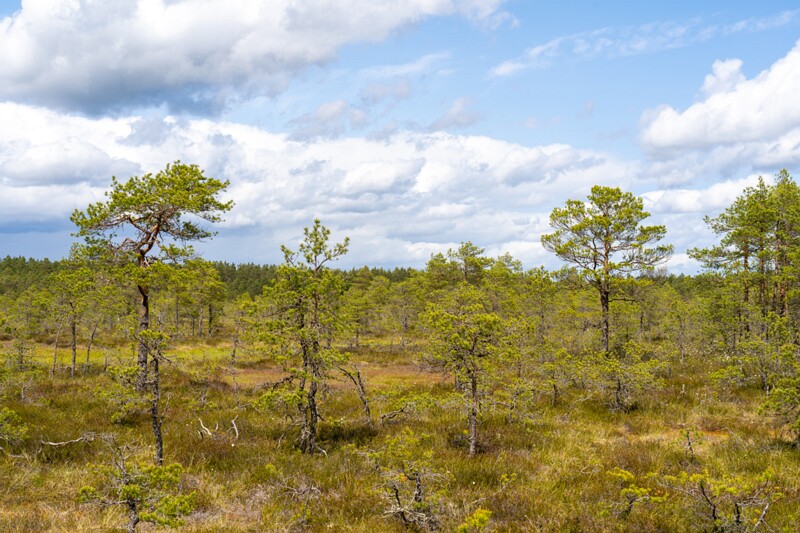 viru-raba 2025-06-07 3-10