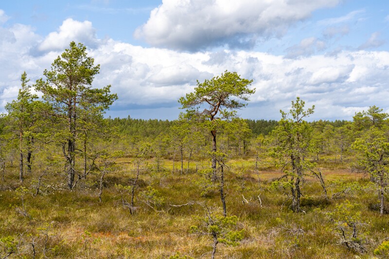 viru-raba 2025-06-07 3-11