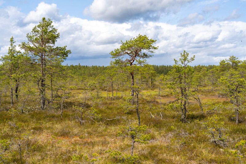 viru-raba 2025-06-07 3-12