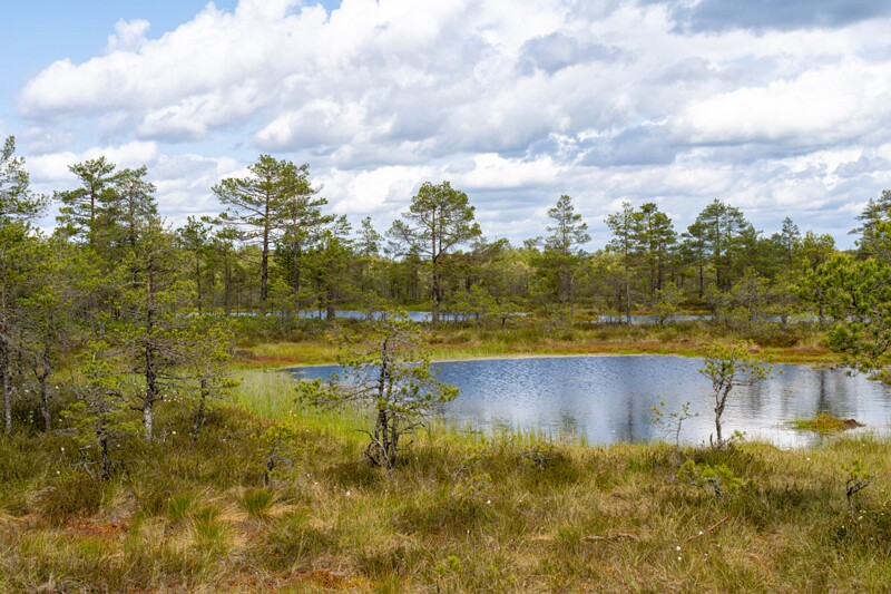 viru-raba 2025-06-07 3-13