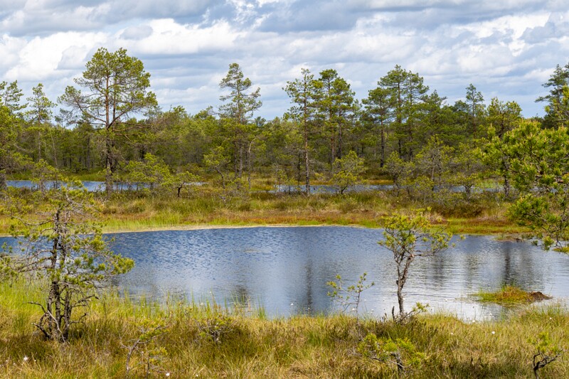 viru-raba 2025-06-07 3-14