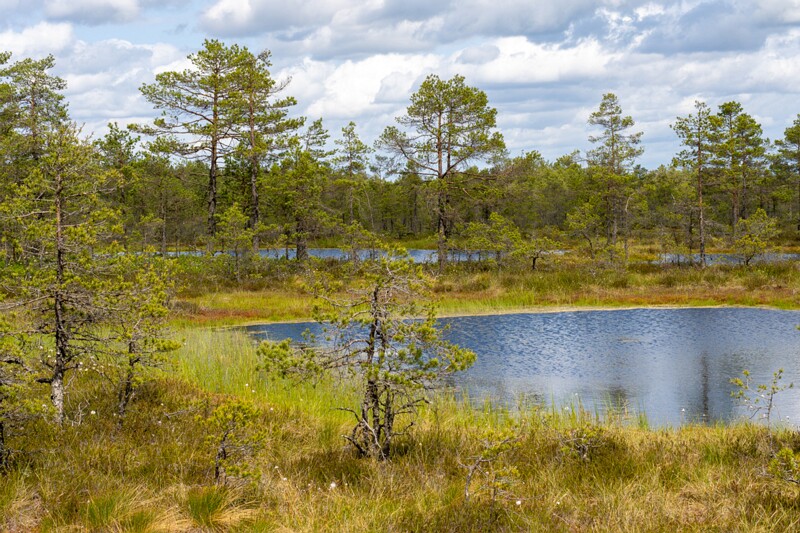 viru-raba 2025-06-07 3-15