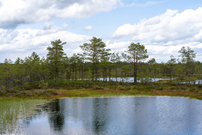 viru-raba 2025-06-07 3-16