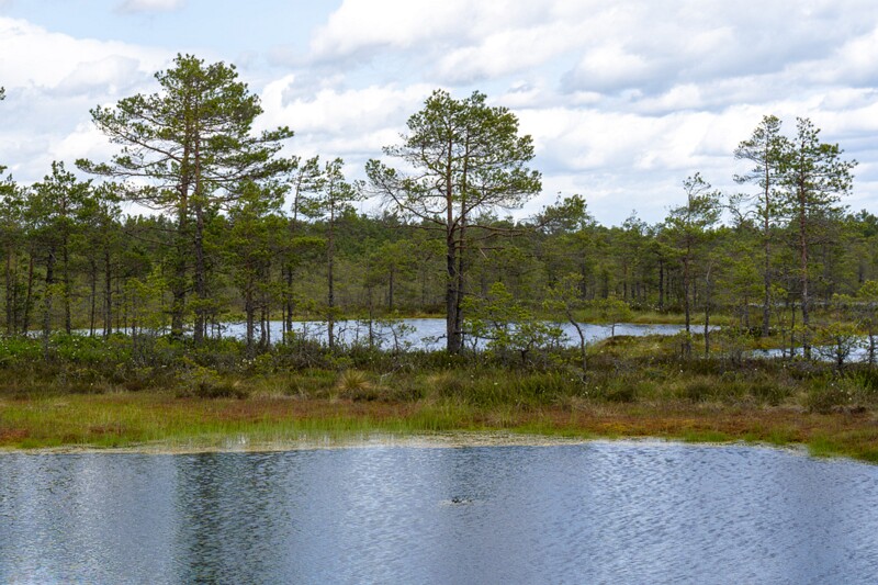 viru-raba 2025-06-07 3-17