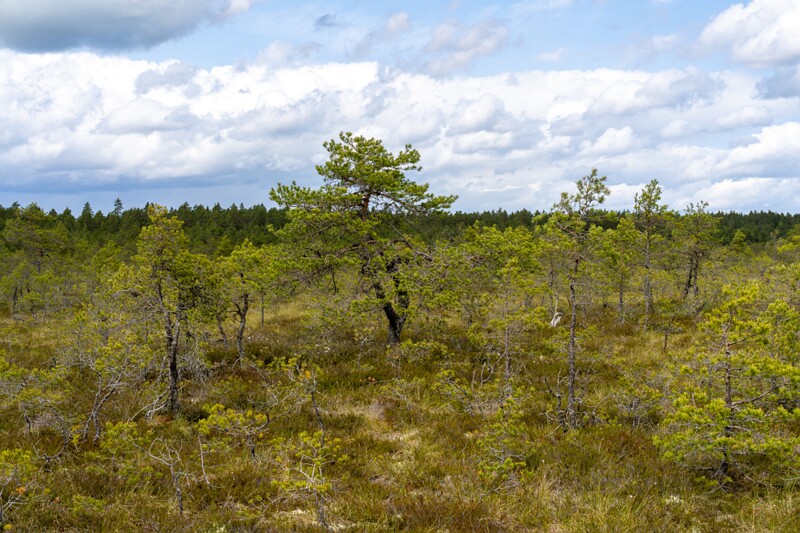 viru-raba 2025-06-07 3-2