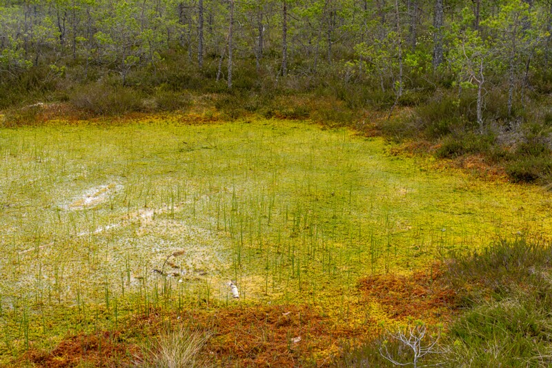 viru-raba 2025-06-07 3-22