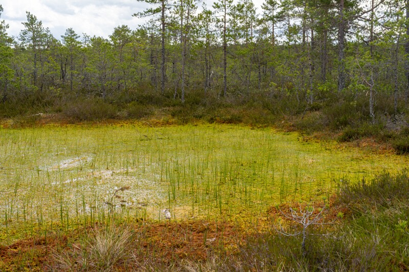 viru-raba 2025-06-07 3-23