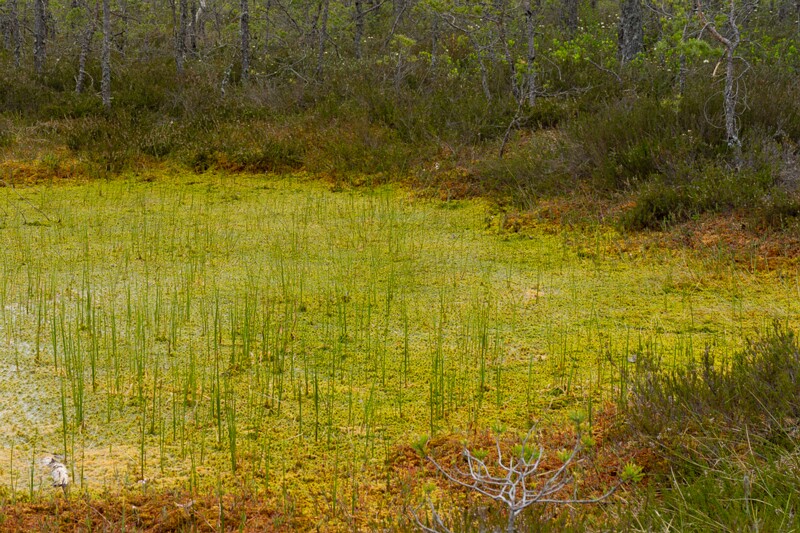 viru-raba 2025-06-07 3-24