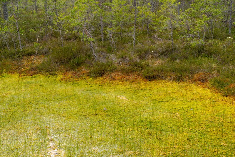 viru-raba 2025-06-07 3-26