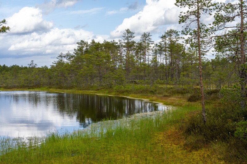 viru-raba 2025-06-07 3-27