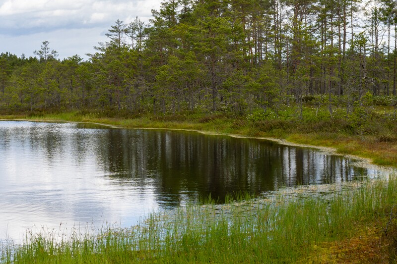 viru-raba 2025-06-07 3-28