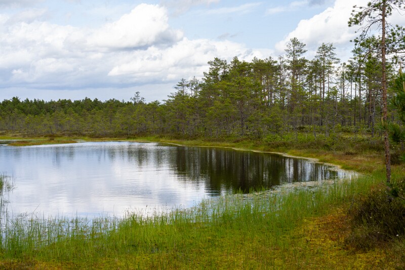 viru-raba 2025-06-07 3-29