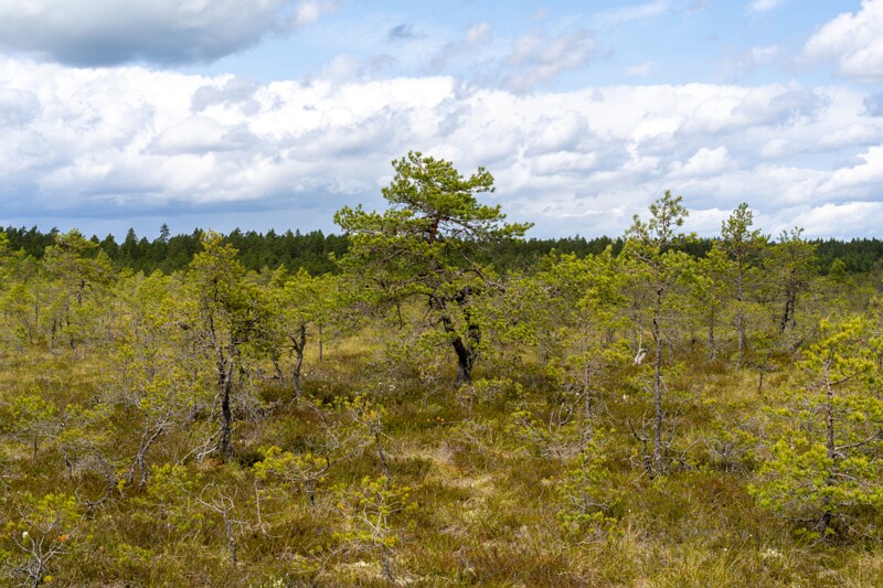 viru-raba 2025-06-07 3-3