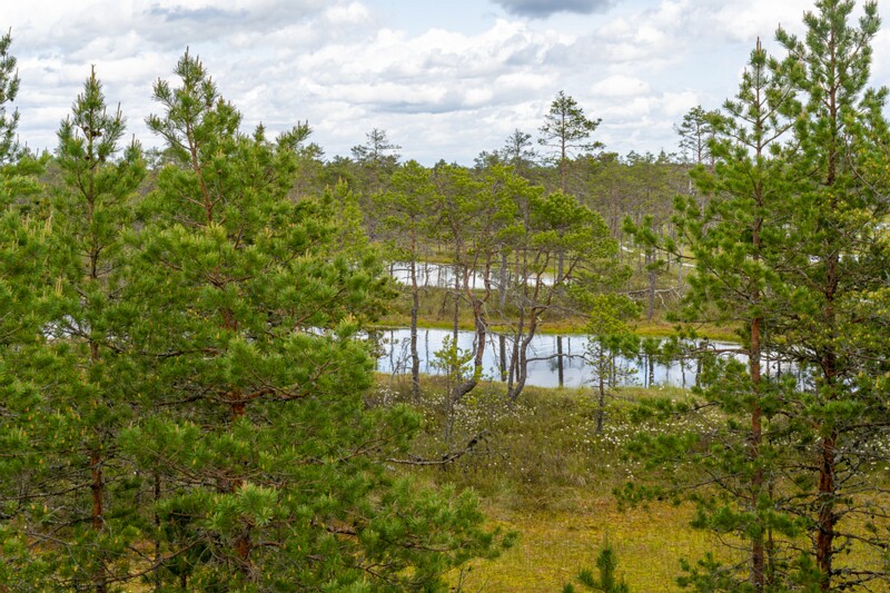 viru-raba 2025-06-07 3-30