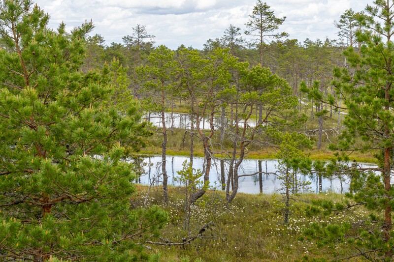 viru-raba 2025-06-07 3-31