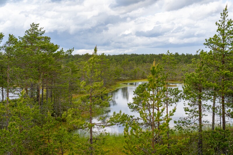 viru-raba 2025-06-07 3-32