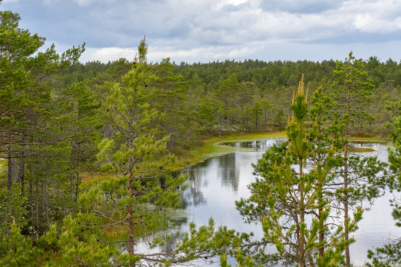 viru-raba 2025-06-07 3-33