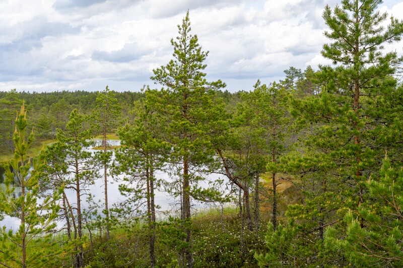 viru-raba 2025-06-07 3-34