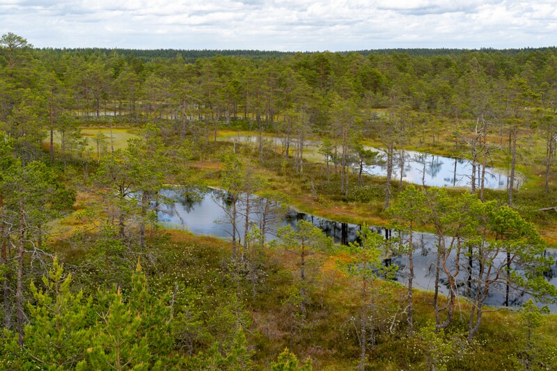 viru-raba 2025-06-07 3-38