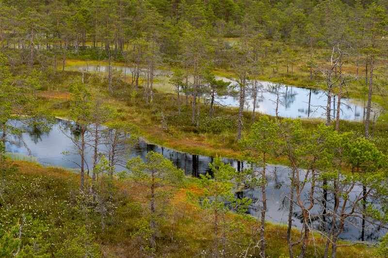 viru-raba 2025-06-07 3-39