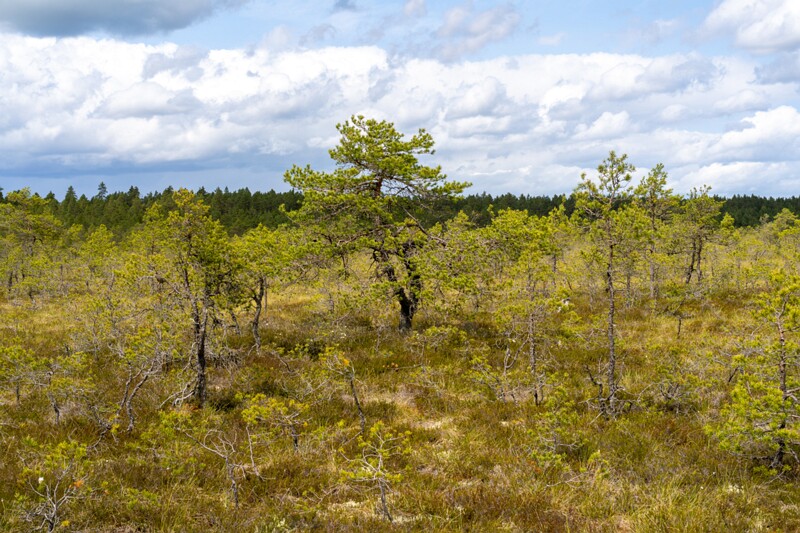 viru-raba 2025-06-07 3-4