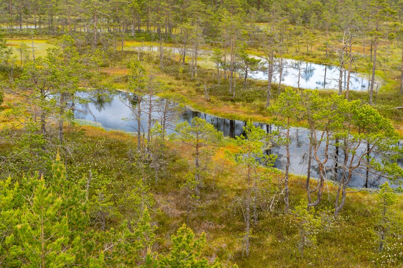 viru-raba 2025-06-07 3-40