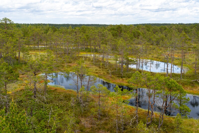 viru-raba 2025-06-07 3-41