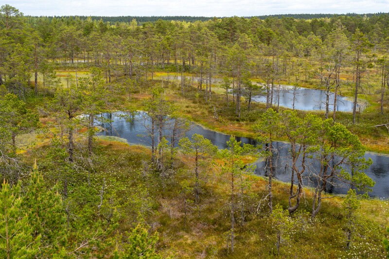 viru-raba 2025-06-07 3-46