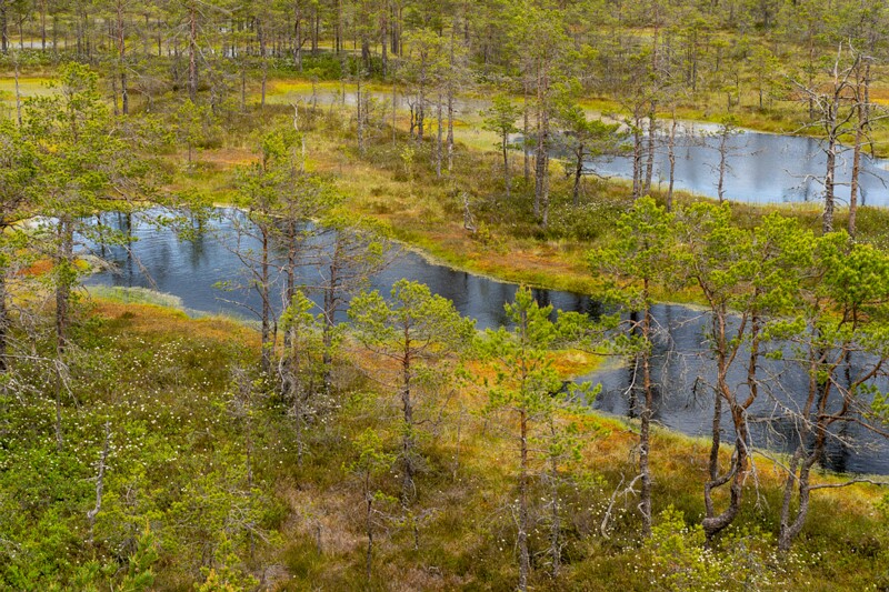 viru-raba 2025-06-07 3-47