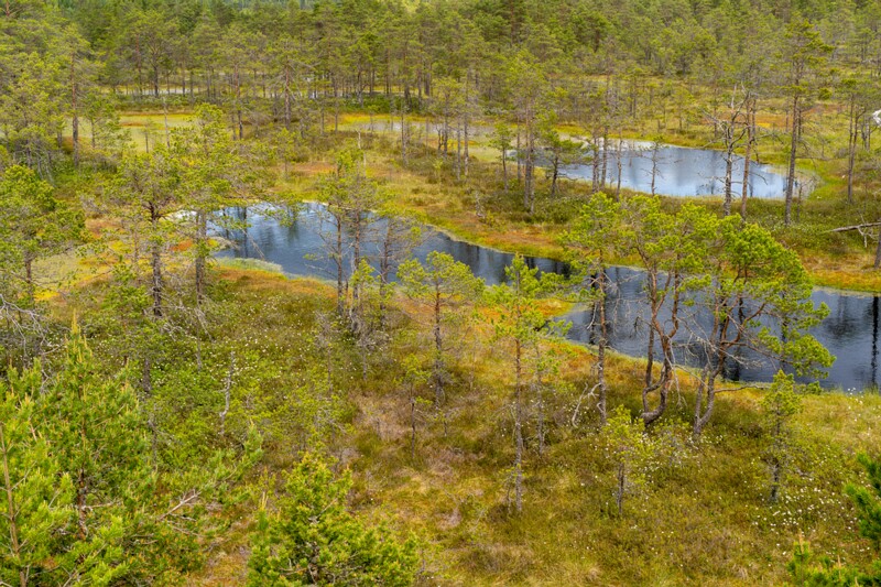 viru-raba 2025-06-07 3-48