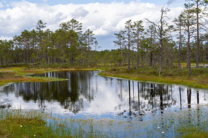 viru-raba 2025-06-07 3-49