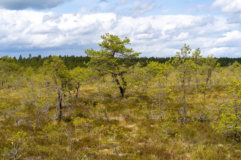 viru-raba 2025-06-07 3-5