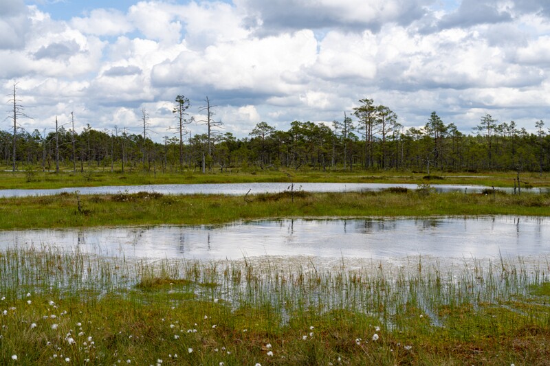 viru-raba 2025-06-07 3-50