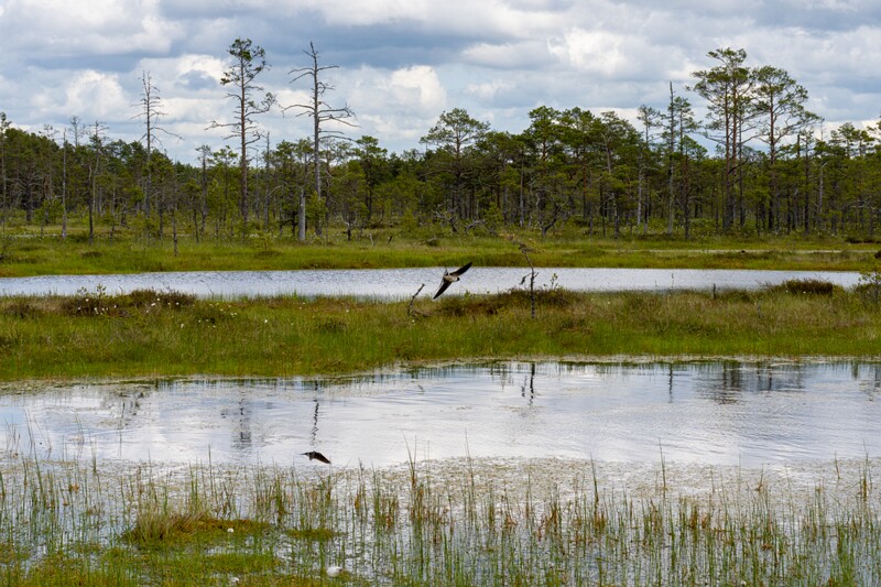 viru-raba 2025-06-07 3-51