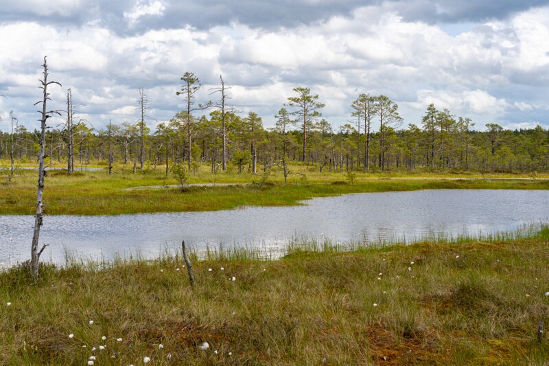 viru-raba 2025-06-07 3-52