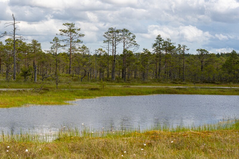 viru-raba 2025-06-07 3-53